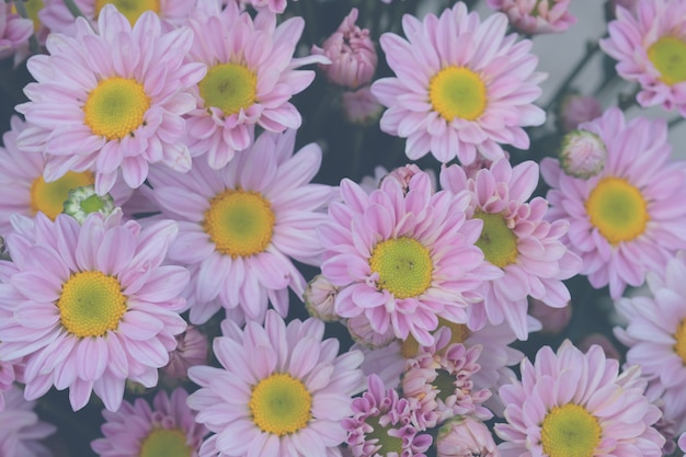 Kleurrijke bloemenchrysant met gradiënt voor achtergrond wordt gemaakt die