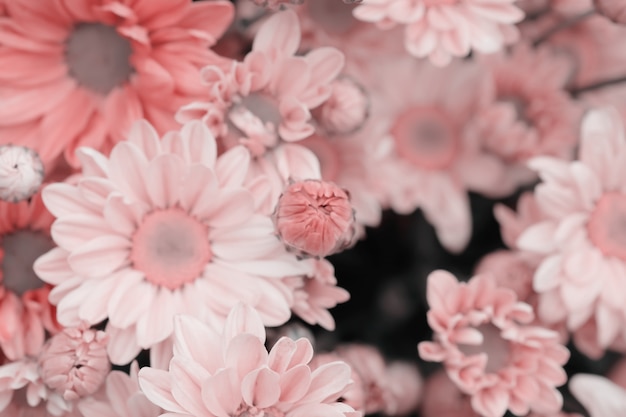 Kleurrijke bloemenchrysant met gradiënt voor achtergrond wordt gemaakt die