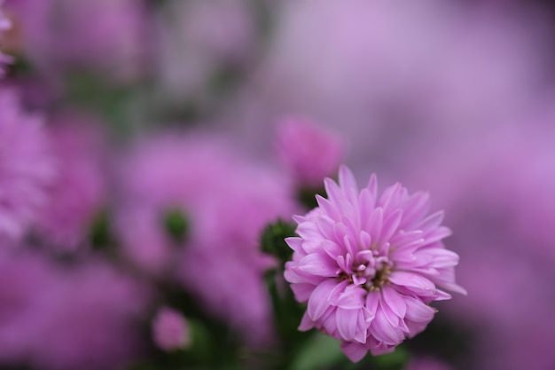 Kleurrijke bloemenchrysant met gradiënt voor achtergrond wordt gemaakt die