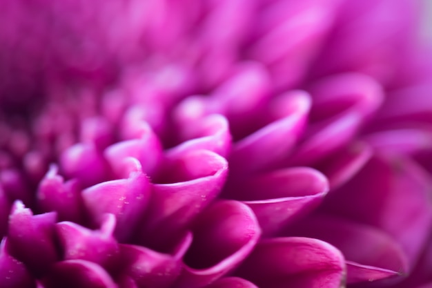 Kleurrijke bloemenchrysant voor achtergrond