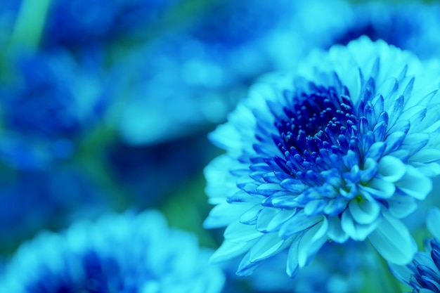 Kleurrijke bloemenchrysant