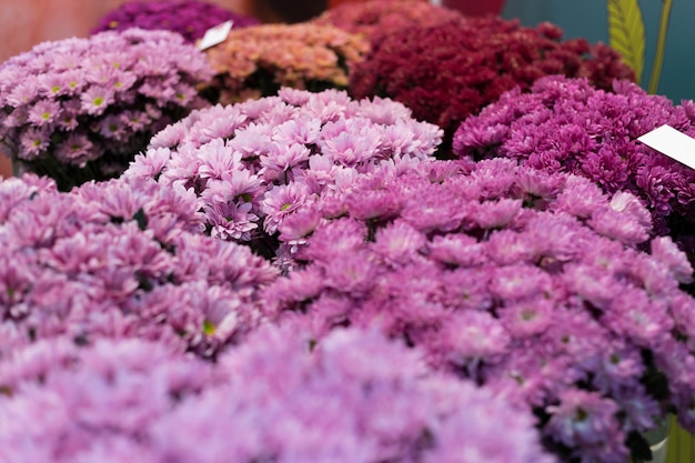 Kleurrijke bloemsamenstelling met chrysanten