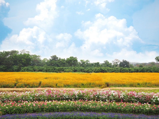 Kleurrijke bloemweide en blauwe hemel