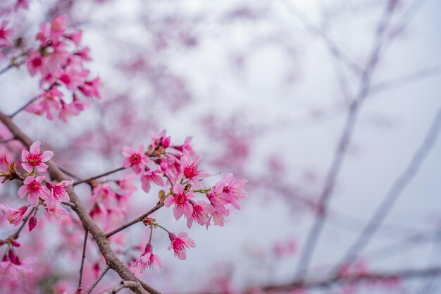 Kleurrijke bloesems bloeien in een klein dorpje voor Tet Festival Vietnam Lunar Year Peach bloem