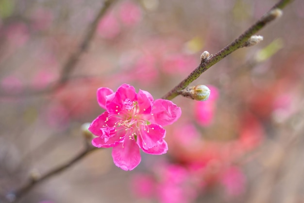 Kleurrijke bloesems bloeien in klein dorp vóór Tet Festival Vietnam Lunar YearView van perziktakken en kersenbloesems met Vietnamees eten voor Tet-vakantie op onscherpe achtergrond