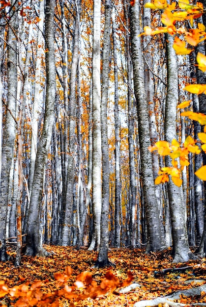 Kleurrijke bomen en bladeren in de herfst in het natuurpark Montseny in Barcelona, Spanje.