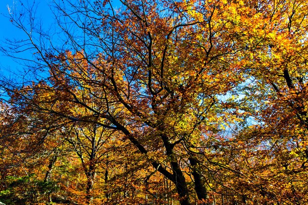 Kleurrijke bomen en bladeren in de herfst in het natuurpark Montseny in Barcelona, Spanje.