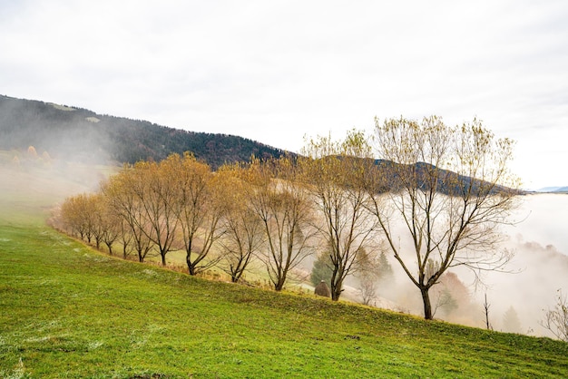 Kleurrijke bomen in de Karpaten bedekt met dikke grijze mist