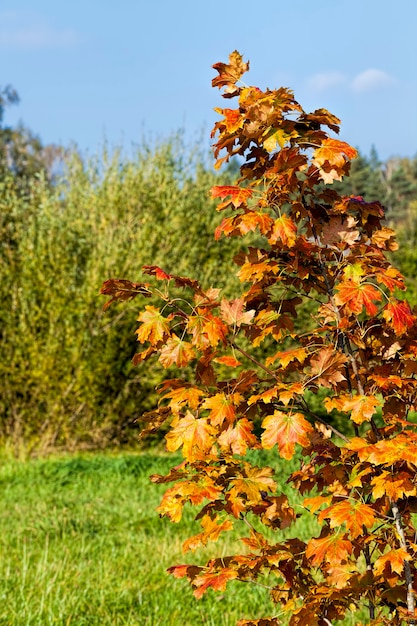 Kleurrijke bomen in het bos in de herfst, het gebladerte van bomen verandert van kleur tijdens bladval