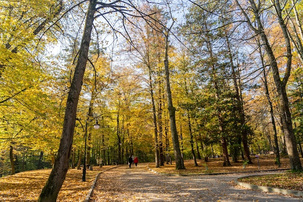 Kleurrijke bomen in het zonnige park in de herfst