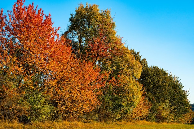 Kleurrijke bomen met gele en groene bladeren in de herfst