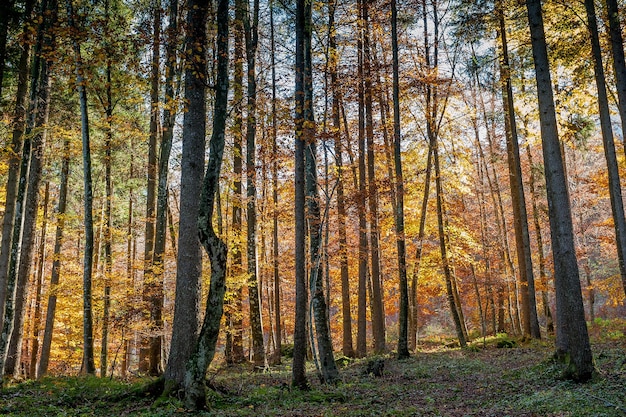 kleurrijke bos