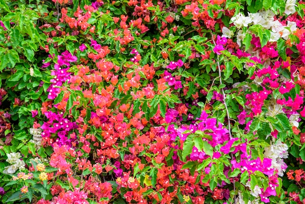 Kleurrijke bougainvillea bloemen. Typisch voor de Middellandse Zee