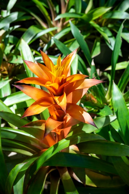 Kleurrijke Bromelia tropische planten in een groene tuin met onscherpe achtergrond van groene bladeren