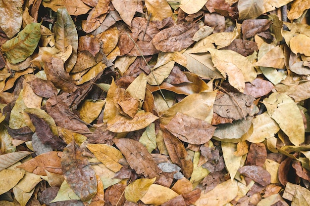 Kleurrijke bruine herfst gevallen bladeren op bruine bosgrond achtergrond