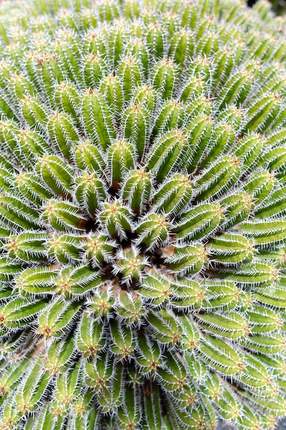 Kleurrijke cactus planten variëteiten groeien op vulkanische lavazand bodem in cactustuin in de buurt van Quatiza, Lanzarote, Canarische Eilanden, Spanje.