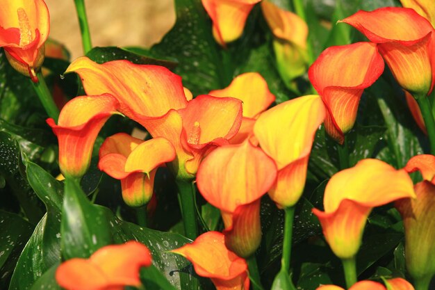 Foto kleurrijke calla lily of arum lily of gold calla bloeiende bloem in de tuin