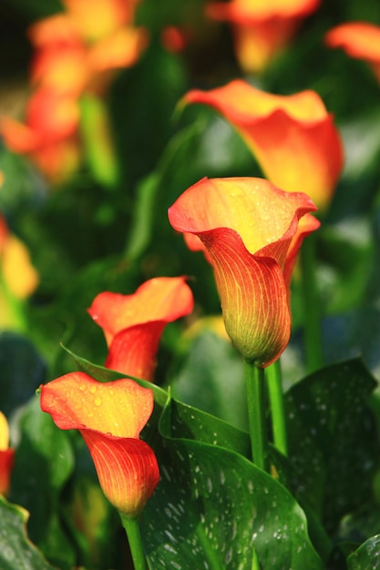 Foto kleurrijke calla lily of arum lily of gold calla bloeiende bloem in de tuin