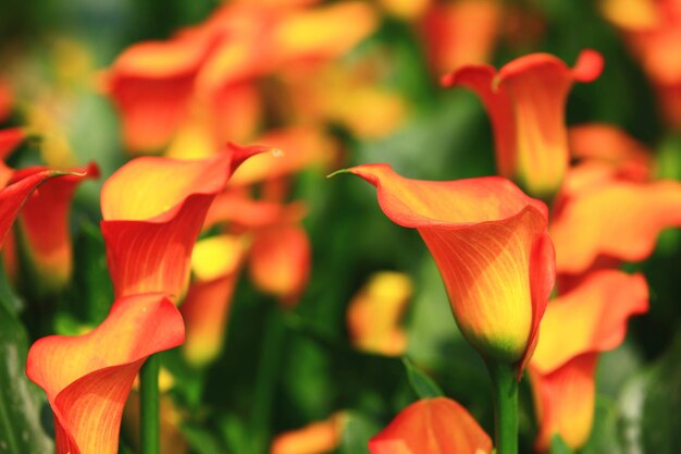 Foto kleurrijke calla lily of arum lily of gold calla bloemen bloeien in de tuin