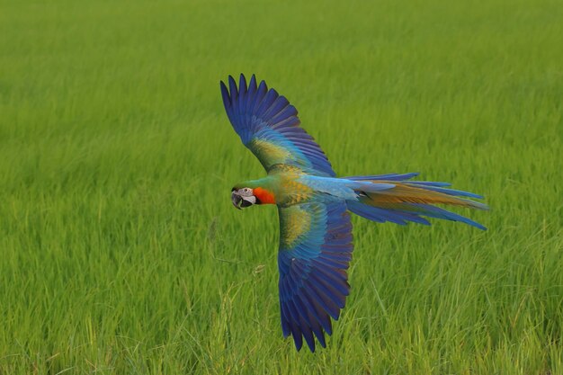 Kleurrijke Catalina Macaw papegaai vliegend op de rijstvelden Vrij vliegende vogel