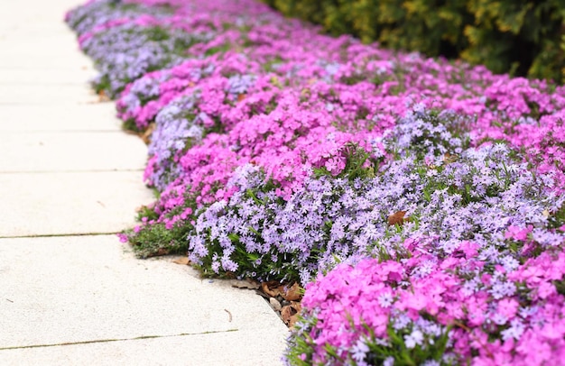 Kleurrijke Cosmos Flower Garden Bloeiend in het lenteseizoen