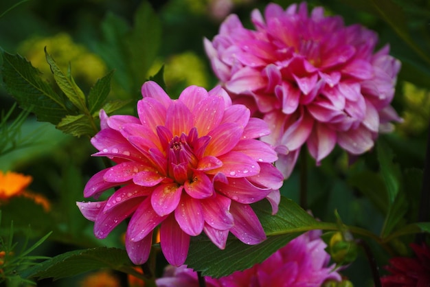 Kleurrijke dahlia bloem close-up tegen green