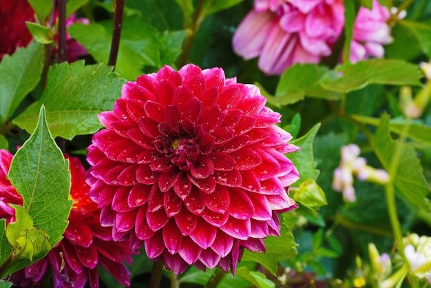 Kleurrijke dahlia bloem close-up tegen green