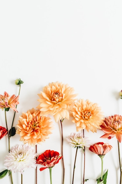 Kleurrijke dahlia en cynisme bloemen geïsoleerd op een witte ondergrond