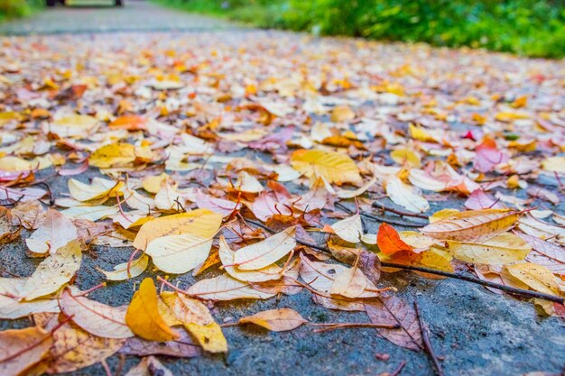 Kleurrijke de herfstbladeren op de kant van de weg in de herfst