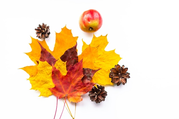 Kleurrijke de herfstbladeren op witte achtergrond