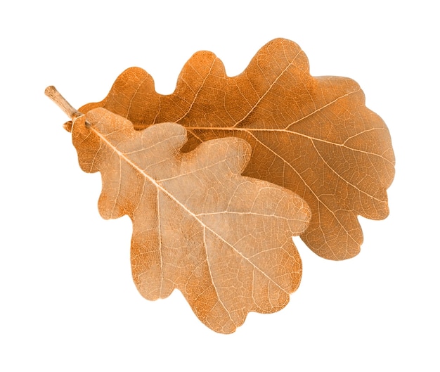 Kleurrijke de herfstbladeren op witte achtergrond