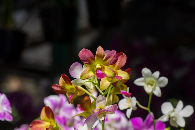 Kleurrijke Dendrobium enobi-orchidee in ondiepe focus