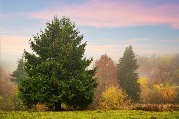 Kleurrijke dichte bossen in de warme groene bergen van de Karpaten bedekt met dikke grijze mist