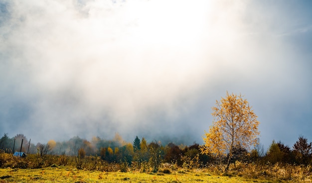 Kleurrijke dichte bossen in de warme groene bergen van de Karpaten bedekt met dikke grijze mist