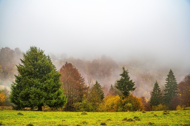 Kleurrijke dichte bossen in de warme groene bergen van de Karpaten bedekt met dikke grijze mist