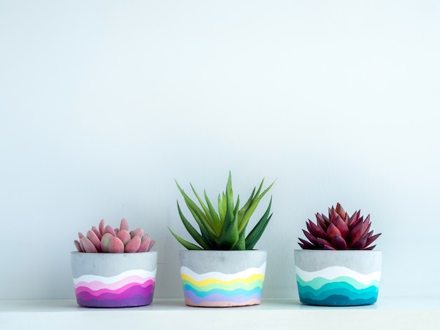 Kleurrijke DIY ronde betonnen pot met prachtige groene, roze en rode vetplanten op een witte houten plank op een witte muur met kopieerruimte. Drie unieke beschilderde cementbakken.