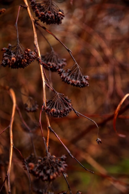 Kleurrijke esdoorn bladeren. Mooie natuurlijke achtergrond. Abstracte textuurachtergrond. Natuurconcept.