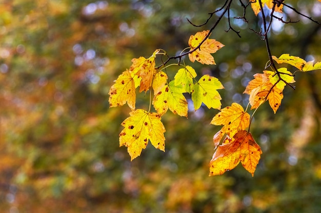 Kleurrijke esdoornbladeren aan een boom in het herfstbos op een onscherpe achtergrond