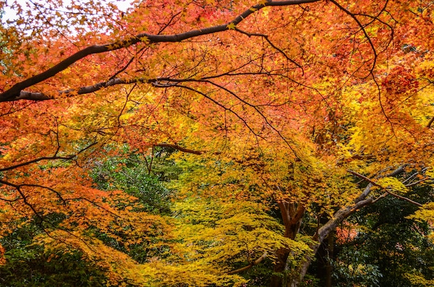 Kleurrijke esdoornbladeren in de herfst