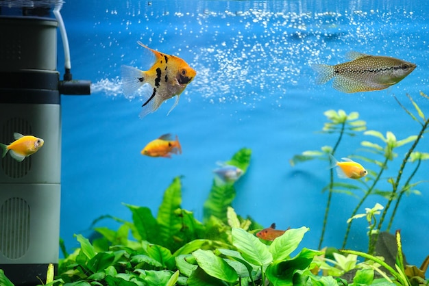 Kleurrijke exotische vissen die in diepblauw wateraquarium zwemmen met groene tropische planten