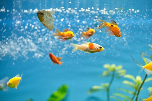 Kleurrijke exotische vissen die in diepblauw wateraquarium zwemmen met groene tropische planten