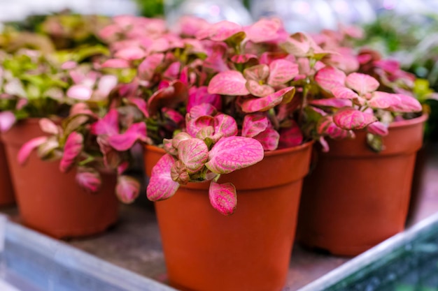 Foto kleurrijke fittonia mix plant in een pot close-up. verkoop in de winkel. selectieve aandacht.