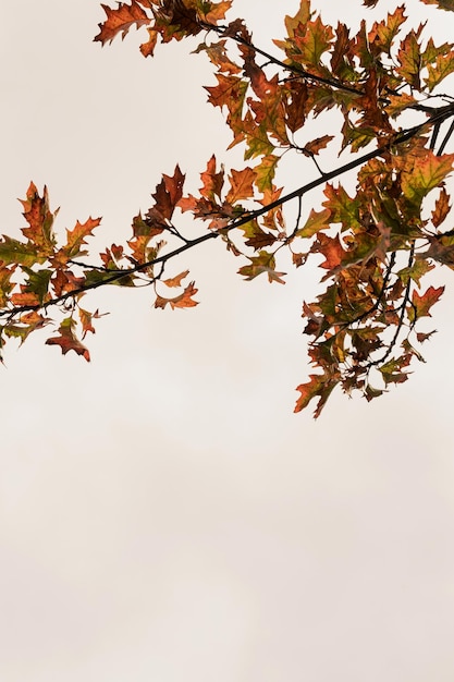 Kleurrijke geeloranje groene en rode herfstbladeren op boomtakken Seizoensgebonden buiten herfstbladeren achtergrondstructuur