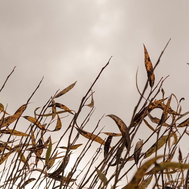 Kleurrijke geeloranje groene en rode herfstbladeren op boomtakken Seizoensgebonden buiten herfstbladeren achtergrondstructuur