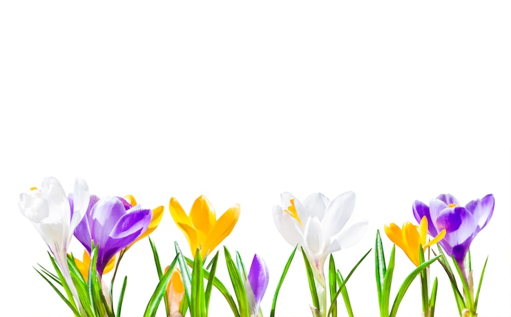 Foto kleurrijke geïsoleerde krokusbloemen