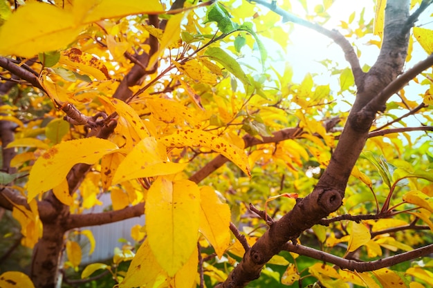 Kleurrijke gele bladeren in de herfst.