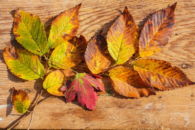 Kleurrijke gele bladeren in het herfstseizoen. Close-up shot. Geschikt voor achtergrondafbeelding.