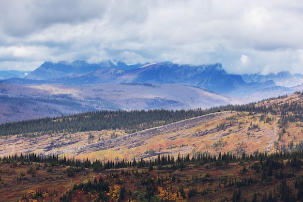 Kleurrijke gele herfst in Colorado, Verenigde Staten. Herfst seizoen.