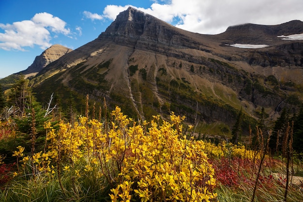 Kleurrijke gele herfst in Colorado, Verenigde Staten. Herfst seizoen.