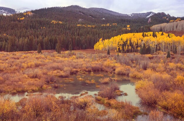 Kleurrijke gele herfst in Colorado, Verenigde Staten. Herfst seizoen.